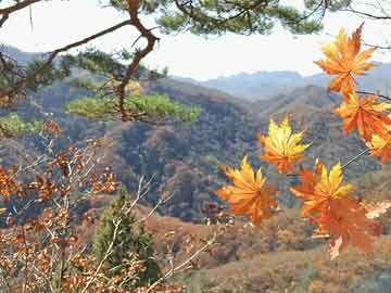 揭陽(yáng)油價(jià)實(shí)時(shí)更新與Dior口紅價(jià)格對(duì)比探討