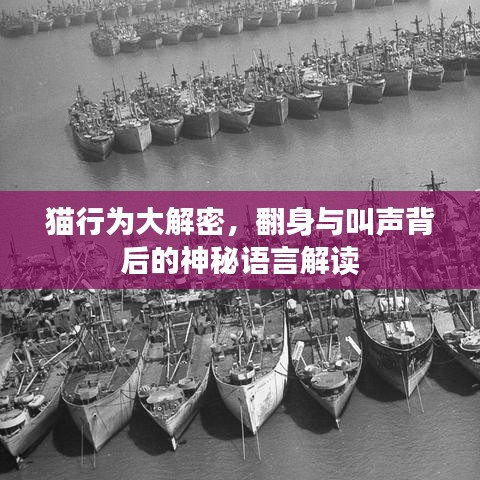 貓行為大解密，翻身與叫聲背后的神秘語(yǔ)言解讀