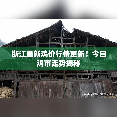 浙江最新雞價行情更新！今日雞市走勢揭秘