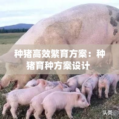 種豬高效繁育方案：種豬育種方案設(shè)計(jì) 