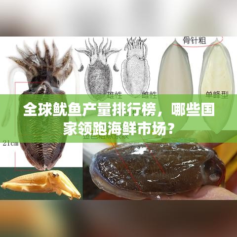 全球魷魚產(chǎn)量排行榜，哪些國(guó)家領(lǐng)跑海鮮市場(chǎng)？