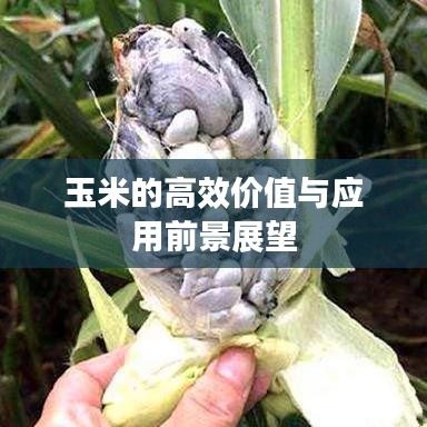 玉米的高效價值與應(yīng)用前景展望