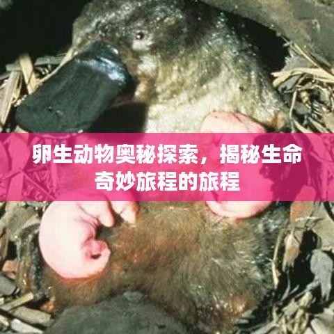 卵生動(dòng)物奧秘探索，揭秘生命奇妙旅程的旅程