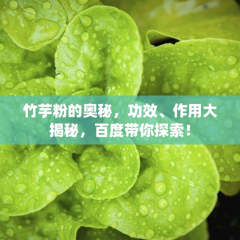 竹芋粉的奧秘，功效、作用大揭秘，百度帶你探索！