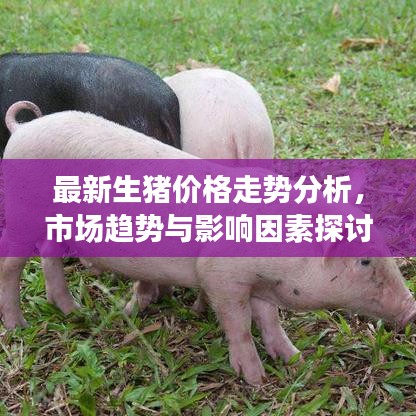 最新生豬價(jià)格走勢(shì)分析，市場(chǎng)趨勢(shì)與影響因素探討