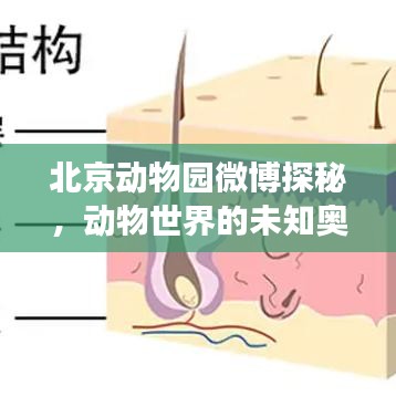 北京動物園微博探秘，動物世界的未知奧秘之旅