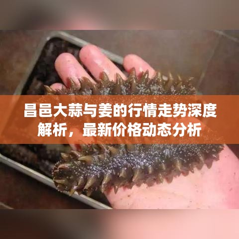昌邑大蒜與姜的行情走勢深度解析，最新價格動態(tài)分析