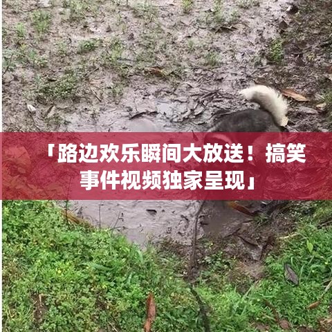 「路邊歡樂瞬間大放送！搞笑事件視頻獨(dú)家呈現(xiàn)」