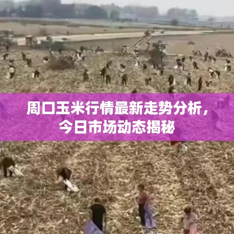 周口玉米行情最新走勢(shì)分析，今日市場(chǎng)動(dòng)態(tài)揭秘