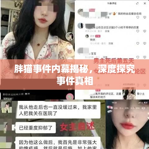 胖貓事件內(nèi)幕揭秘，深度探究事件真相