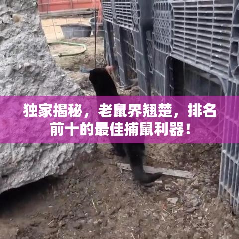 獨(dú)家揭秘，老鼠界翹楚，排名前十的最佳捕鼠利器！