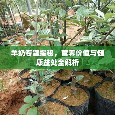 羊奶專(zhuān)題揭秘，營(yíng)養(yǎng)價(jià)值與健康益處全解析