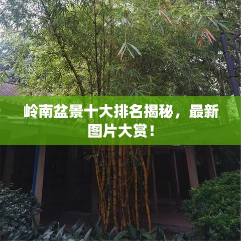 嶺南盆景十大排名揭秘，最新圖片大賞！
