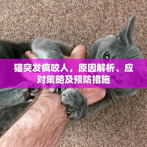 貓突發(fā)瘋咬人，原因解析、應(yīng)對策略及預(yù)防措施