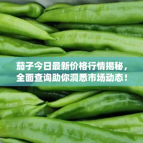 茄子今日最新價(jià)格行情揭秘，全面查詢(xún)助你洞悉市場(chǎng)動(dòng)態(tài)！
