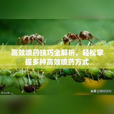 高效噴藥技巧全解析，輕松掌握多種高效噴藥方式