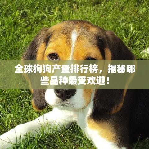全球狗狗產(chǎn)量排行榜，揭秘哪些品種最受歡迎！