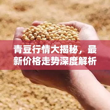 青豆行情大揭秘，最新價格走勢深度解析