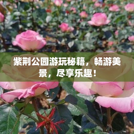 紫荊公園游玩秘籍，暢游美景，盡享樂趣！