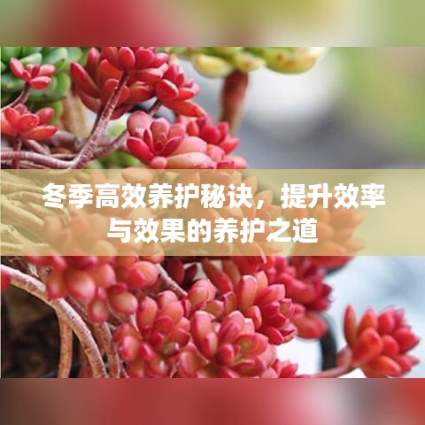 冬季高效養(yǎng)護(hù)秘訣，提升效率與效果的養(yǎng)護(hù)之道