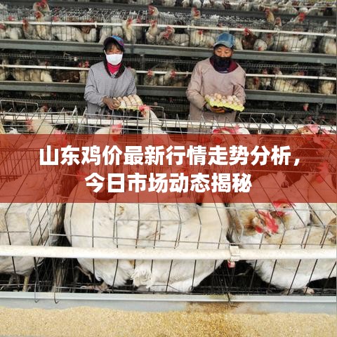 山東雞價(jià)最新行情走勢(shì)分析，今日市場(chǎng)動(dòng)態(tài)揭秘