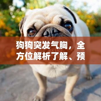 狗狗突發(fā)氣胸，全方位解析了解、預(yù)防與治療措施