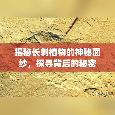 揭秘長(zhǎng)刺植物的神秘面紗，探尋背后的秘密